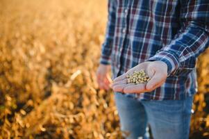 Farmer oder Agronom inspizieren Sojabohne Feld. foto