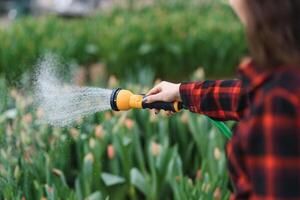 Bewässerung Blume mit Garten Schlauch während Arbeiten im Pflanze Kindergarten. selektiv Fokus. foto