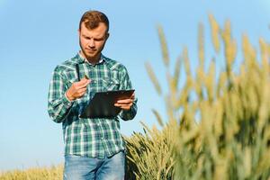 Farmer Überprüfung Weizen Feld Fortschritt, halten Tablette mit Internet. foto