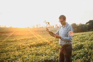 ein Farmer inspiziert ein Grün Sojabohne Feld. das Konzept von das Ernte foto