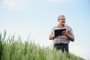 Porträt von Senior Farmer Agronom im Weizen Feld suchen im das Distanz. erfolgreich organisch Essen Produktion und Anbau. foto