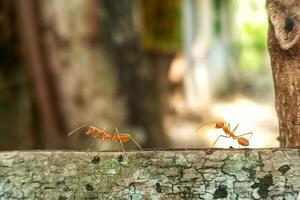 okophila Smargadina oder asiatisch Weber schön Ameise foto