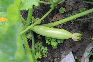 Zucchini wachsend im das Garten. foto