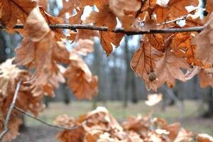 Eiche Baum Blätter im das Wald. Herbst Winter Jahreszeiten foto