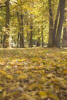 Herbst Park. Gelb Laub. schön und friedlich Ort. Herbst Landschaft. foto