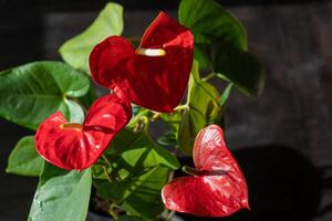 Anthurium Knospen auf schwarz Hintergrund. rot Zuhause Blume mit ein Gelb Center. Blume im das gestalten von ein Herz. Anthurium andräanum Araceae oder Arum symbolisieren Gastfreundschaft. rot Flamingo Anthurium foto