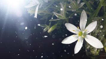 Weiß Blumen von das Sternchen Ornithogalum im das Strahlen von das Sonne. Garten Star von Bethlehem, Gras Lilie, Nickerchen beim Mittag, elf Uhr Dame foto
