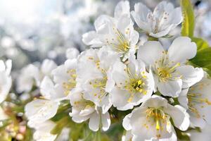 Weiß Blumen von ein Kirsche Baum im Sonne Beleuchtung. zart Frühling Hintergrund foto