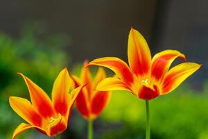 Gelb rot Tulpen von ein ungewöhnlich Selten Vielfalt. öffnen Blume Knospen. Frühling Blume Hintergrund. Blütenblatt Flora Natur. Blühen Knospe auf Blumenbeet Garten. foto