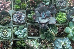 ein einstellen von anders Sukkulenten. Haworthia und Aloe, Crassula und Fetthenne, Echeverie, Crassula und kalanchoe. wachsen ein Zuhause Blume. Blumenzucht. Kaktus Zuhause Grün saftig. Blumen Hintergrund. foto