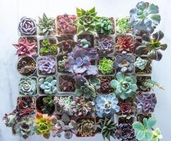 ein einstellen von anders Sukkulenten. Haworthia und Aloe, Crassula und Fetthenne, Echeverie, Crassula und kalanchoe. wachsen ein Zuhause Blume. Blumenzucht. Kaktus Zuhause Grün saftig. Blumen Hintergrund. foto