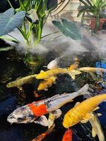 Japan Koi Fisch oder schick Karpfen Schwimmen im ein Teich. Beliebt Haustiere zum Entspannung und Feng Shui Bedeutung. Beliebt Haustiere unter Personen. Menschen Liebe zu erziehen es zum gut Vermögen oder Zen. foto