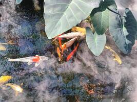 Japan Koi Fisch oder schick Karpfen Schwimmen im ein Teich. Beliebt Haustiere zum Entspannung und Feng Shui Bedeutung. Beliebt Haustiere unter Personen. Menschen Liebe zu erziehen es zum gut Vermögen oder Zen. foto