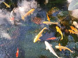 Japan Koi Fisch oder schick Karpfen Schwimmen im ein Teich. Beliebt Haustiere zum Entspannung und Feng Shui Bedeutung. Beliebt Haustiere unter Personen. Menschen Liebe zu erziehen es zum gut Vermögen oder Zen. foto