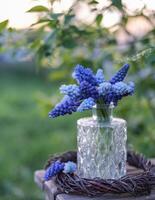 Blau Traube Hyazinthen im ein klar gemustert Vase auf ein gewebte Kranz, mit ein Weicher Fokus Garten Hintergrund foto