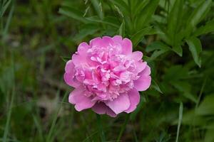 Rosa Pfingstrose Grün Hintergrund. Sommer- Blume. Knospe mit Blütenblätter. Blumen- Natur. foto