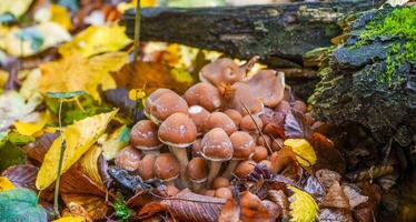 Pilz im das Herbst Wald. Honig Pilze foto