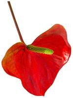 Anthurium isoliert auf Weiß Hintergrund. rot Zuhause Blume mit ein Gelb Center. Blume im das gestalten von ein Herz. Anthurium andräanum Araceae oder Arum symbolisieren Gastfreundschaft. rot Flamingo Anthurium foto