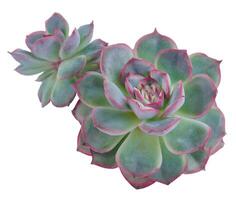 Echeveria yeon-deung Pflanze saftig. Grün wenig Blume isoliert auf Weiß Hintergrund. foto