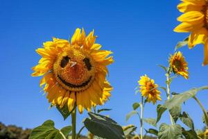 lächelnd, Sonnenblume, Feld, heiter, Gesicht mit ein Schmetterling auf seine Nase. Gelb Blume auf ein Blau Himmel. Lachen, lächeln, Freude. Sommer- Stimmung. foto