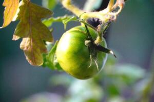 Tomate auf meine Terrasse foto