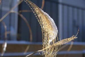 Schnee auf Blatt foto