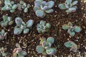 wachsen Echeveria im ein Mini saftig Garten. Grün Blume Sämling. saftig Pflanze. Hobby Blumenzucht. Blumen- Hintergrund foto