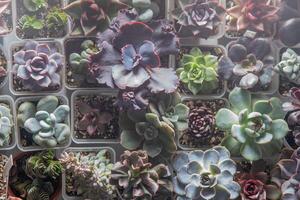 ein einstellen von anders Sukkulenten. Haworthia und Aloe, Crassula und Fetthenne, Echeverie, Crassula und kalanchoe. wachsen ein Zuhause Blume. Blumenzucht. Kaktus Zuhause Grün saftig. Blumen Hintergrund. foto