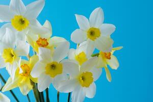 Weiß und Gelb Narzissen auf ein Blau Hintergrund. Blume mit Orange Center. Frühling Blumen. ein einfach Narzisse Knospe. Narzisse Strauß. foto