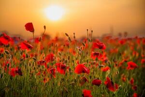 Feld von Mohn. Natur Sommer- wild Blumen. rot Blume Mohnblumen Pflanze. Knospen von Wildblumen. Mohn blühen Hintergrund. Blumen- botanisch Freiheit Stimmung. Blatt und Busch foto