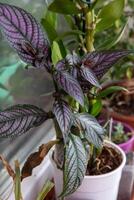 Strobilanthes Dyrianus Blätter Pflanze. Blume beim Topf. foto