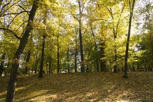 Herbst Park. Gelb Laub. schön und friedlich Ort. Herbst Landschaft. foto