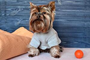 schön Yorkshire Terrier im Kleider Sitzung Nächster zu ein Plaid und Spielzeug. foto