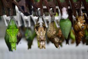 Kokons von tropisch Schmetterling.tropisch Tierwelt. Schönheit von Natur. Makro Natur. foto