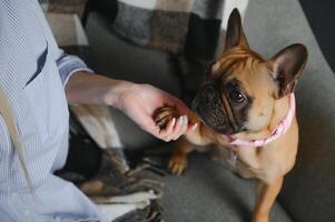 jung ziemlich Frau im beiläufig Kleider umarmen ihr Hund Sitzung auf das Sofa im das Leben Zimmer von ihr gemütlich Land Haus. Tier Kommunikation Konzept foto