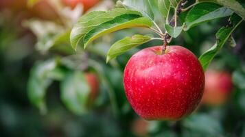 ai generiert rot Apfel hängend von Baum Ast foto