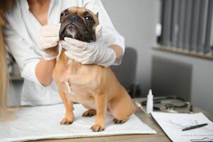 Tierarzt Prüfung süß Hund im Klinik foto