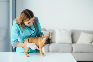 das Tierarzt hört zu zu das Hund mit ein Stethoskop. foto