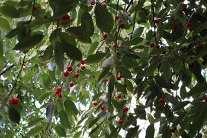 reif Kirschen. Kirsche Baum im Sommer. foto