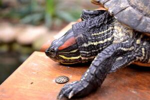 Kopfschuss von ein japanisch Schildkröte. foto