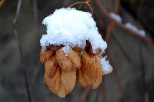 schneebedeckt Wetter. Hopfen im Schnee. Winter Straße. foto