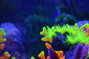 Seetang und Koralle. unter Wasser Leben. foto