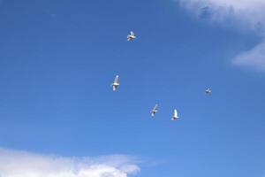 das Gruppe von Weiß Tauben fliegend im das Himmel. foto