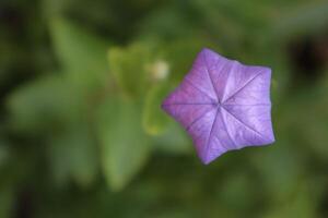 japanisch Glockenblume im blühen, schließen hoch. foto