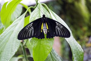 schön Schmetterling auf ein Grün Blätter. tropisch Tierwelt. schön Insekten. Schönheit von Natur. Makro Natur. foto