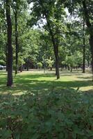 Sommer- Park im Morgen. szenisch Landschaft. foto