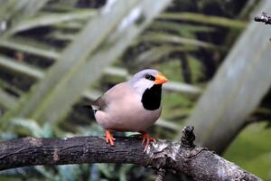 bunt tropisch Papagei Sitzung auf das Ast. foto