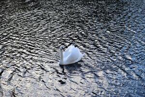 Weiß Schwan auf das See. foto