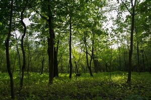 Sommer- Wald Landschaft. Grün Lichtung. foto