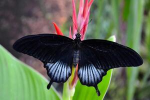 schön Schmetterling auf ein Grün Blätter. tropisch Tierwelt. schön Insekten. Schönheit von Natur. Makro Natur. foto